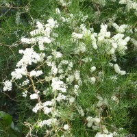 Asparagus racemosus Willd.
